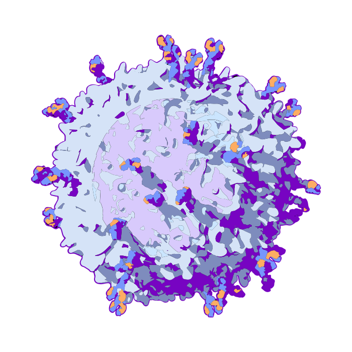 B cell